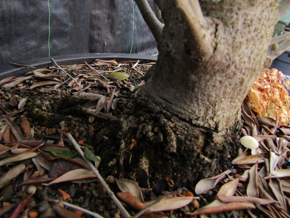 48 Year Old Rescued European Olive Specimen Bonsai Tree Base