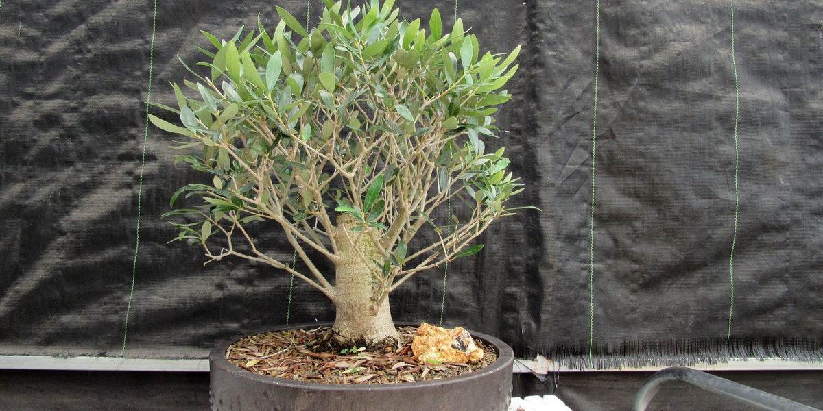 olive tree bonsai for sale 48 Year Old Rescued European Olive Specimen Bonsai Tree
