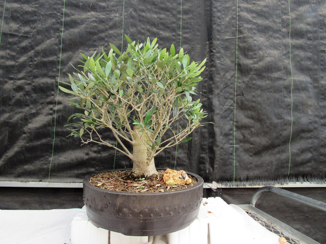 48 Year Old Rescued European Olive Specimen Bonsai Tree