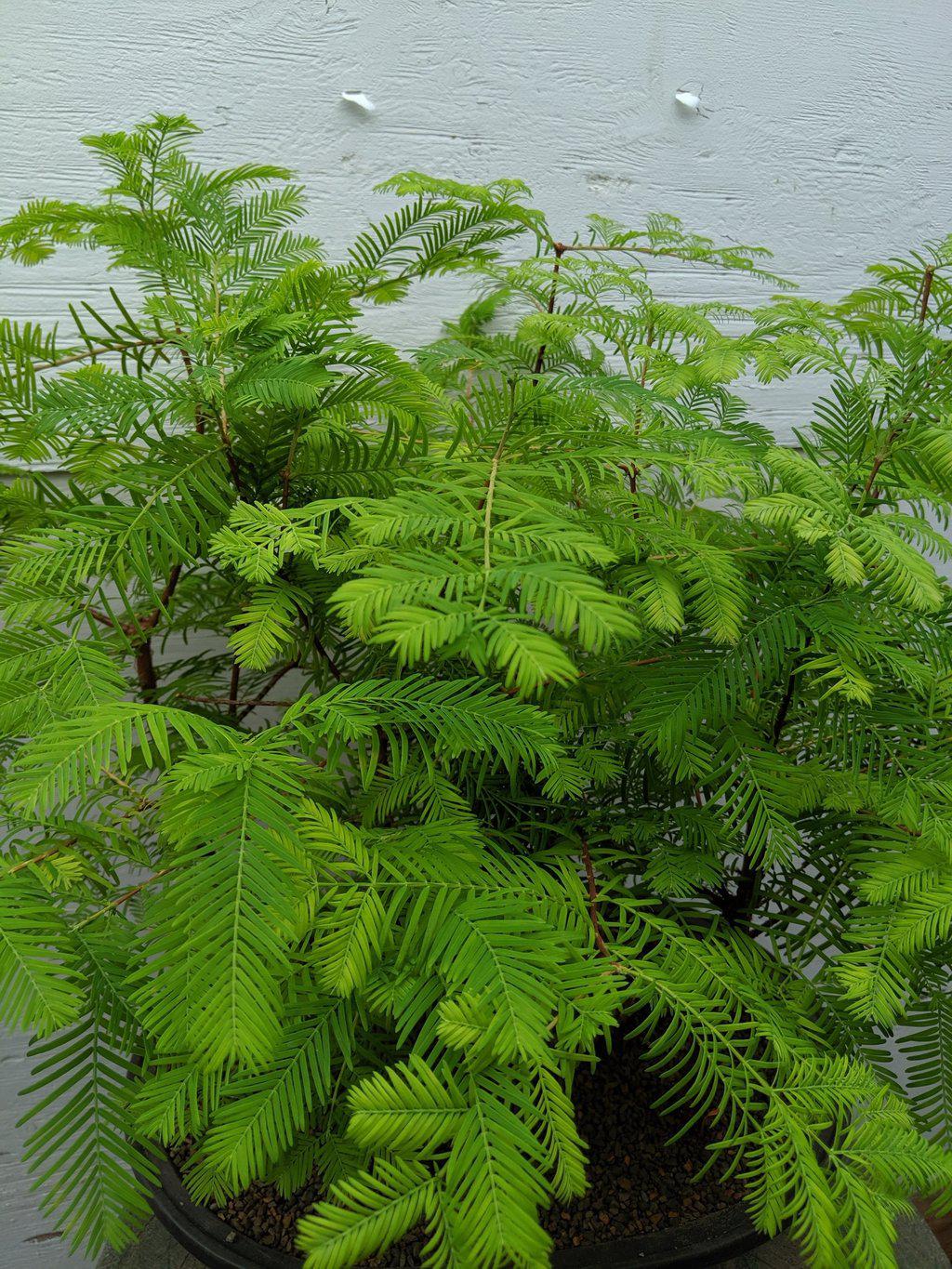 5 Tree Redwood Forest Bonsai Tree Leaves