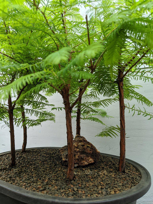 5 Tree Redwood Forest Bonsai Tree Trunks