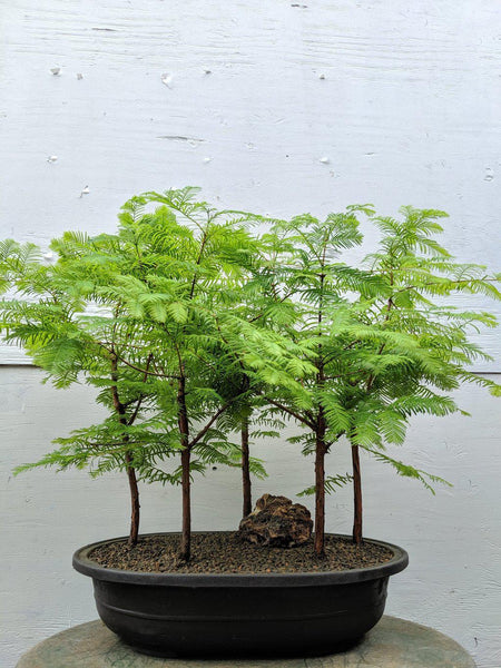 bonsai tree with 5 leaves 5 Tree Redwood Forest Bonsai Tree