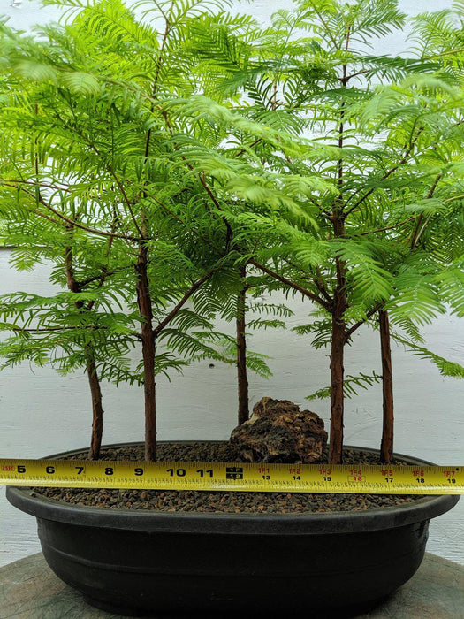 5 Tree Redwood Forest Bonsai Tree Size