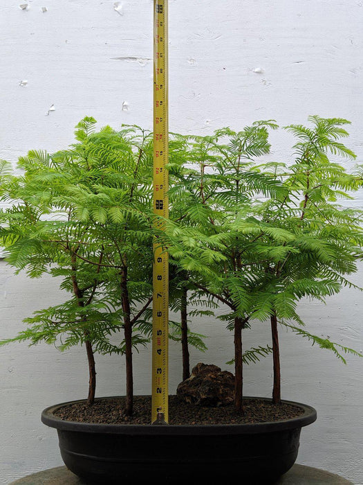 5 Tree Redwood Forest Bonsai Tree Height