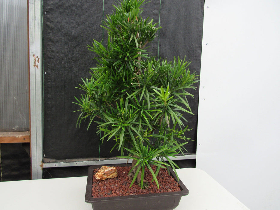 50 Year Old Buddhist Pine Informal Upright Specimen Bonsai Tree Back