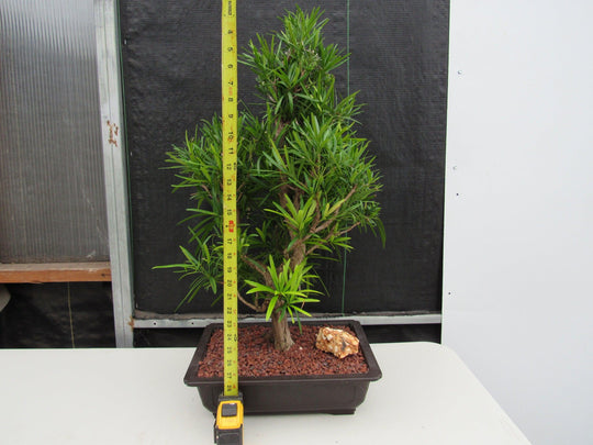 buddhist pine bonsai tree care 68 Year Old Buddhist Pine Specimen Bonsai Tree| Curved Trunk Style