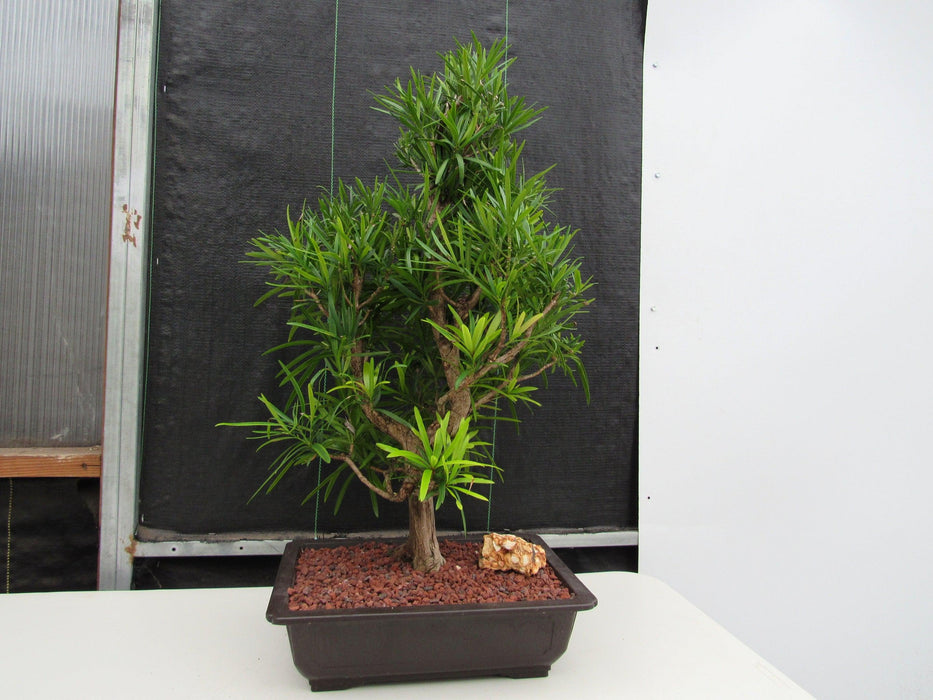 50 Year Old Buddhist Pine Informal Upright Specimen Bonsai Tree Profile