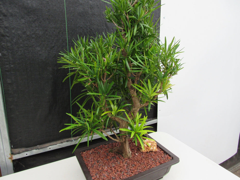 50 Year Old Buddhist Pine Informal Upright Specimen Bonsai Tree Side
