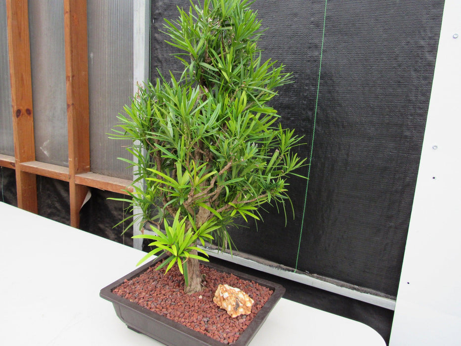 50 Year Old Buddhist Pine Informal Upright Specimen Bonsai Tree Stronger Side