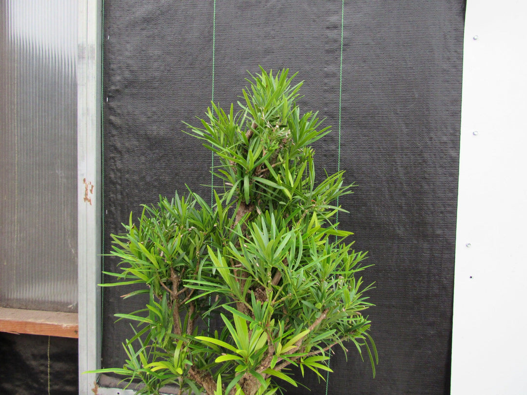 50 Year Old Buddhist Pine Informal Upright Specimen Bonsai Tree Apex