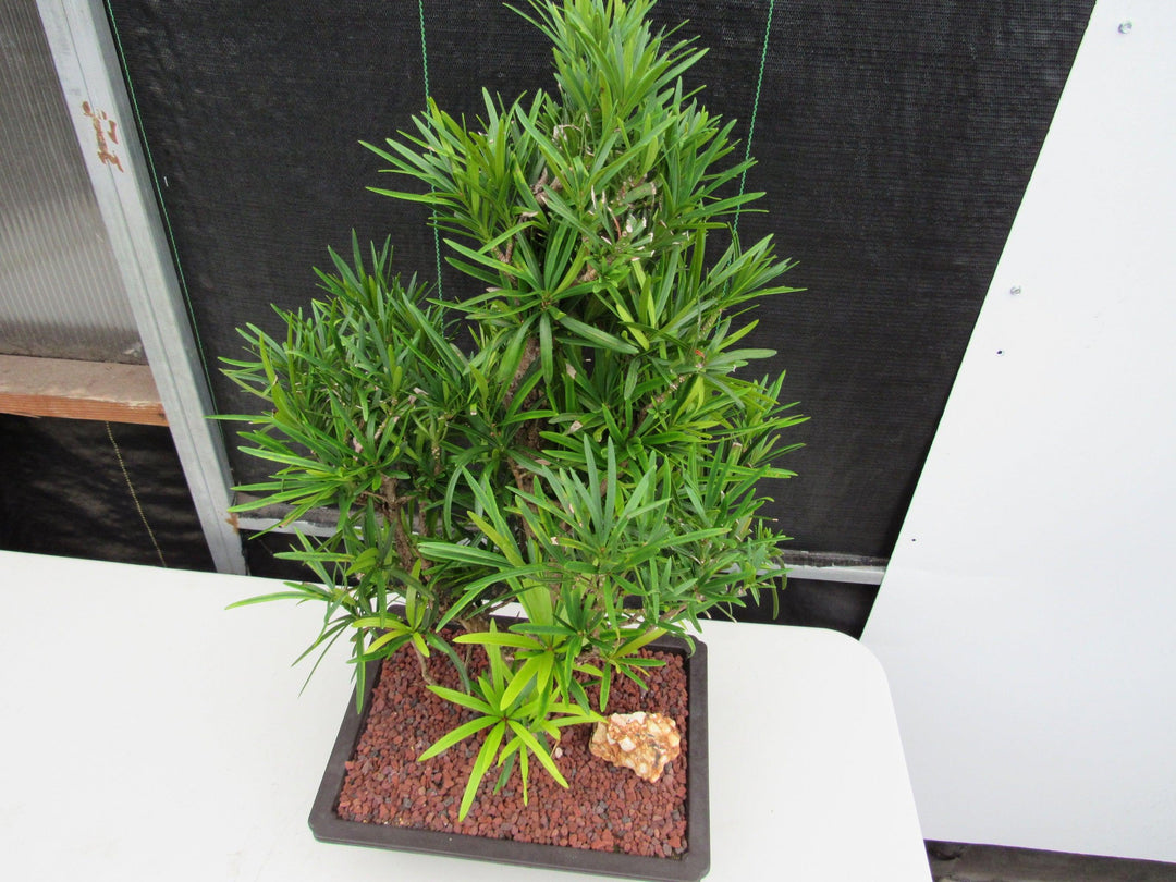 50 Year Old Buddhist Pine Informal Upright Specimen Bonsai Tree Canopy