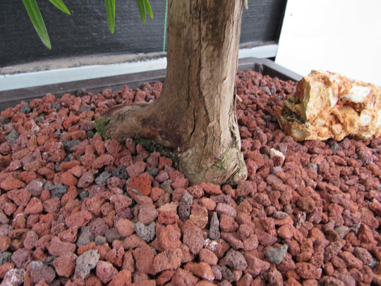 bonsai tree gravel 68 Year Old Buddhist Pine Specimen Bonsai Tree| Curved Trunk Style