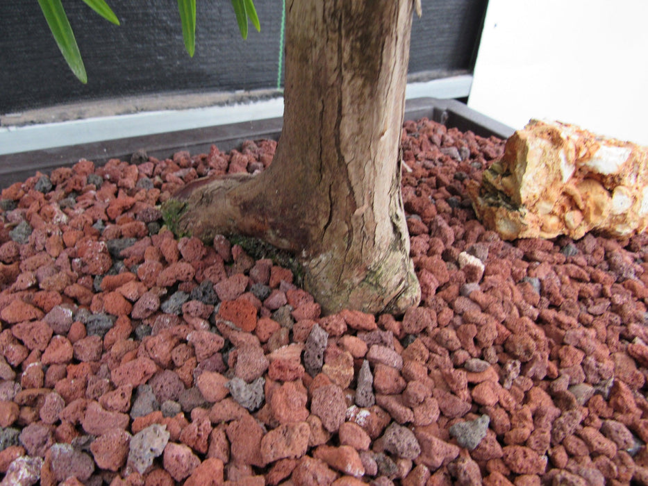 50 Year Old Buddhist Pine Informal Upright Specimen Bonsai Tree Root