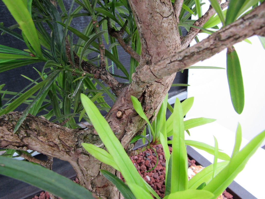 50 Year Old Buddhist Pine Informal Upright Specimen Bonsai Tree Bark