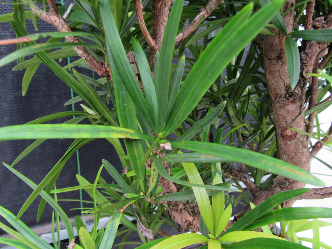 50 Year Old Buddhist Pine Informal Upright Specimen Bonsai Tree Foliage