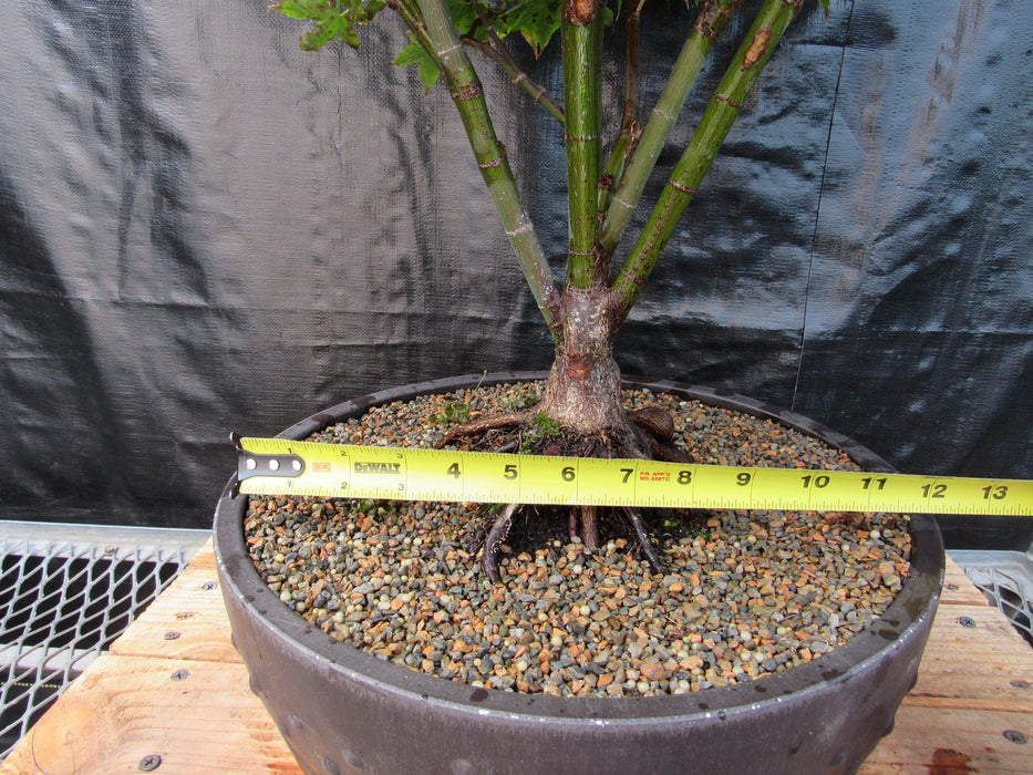 50 Year Old Rhode Island Red Japanese Maple Bonsai Tree Size