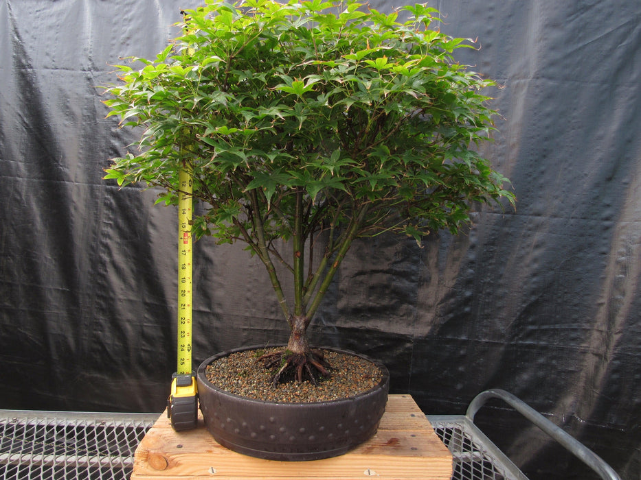50 Year Old Rhode Island Red Japanese Maple Bonsai Tree Height