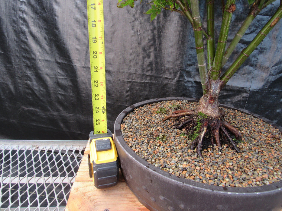 50 Year Old Rhode Island Red Japanese Maple Bonsai Tree Tall