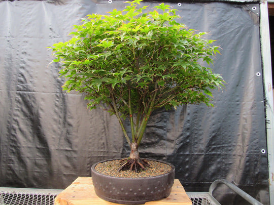 bonsai tree for sale baton rouge 50 Year Old Rhode Island Red Japanese Maple Bonsai Tree