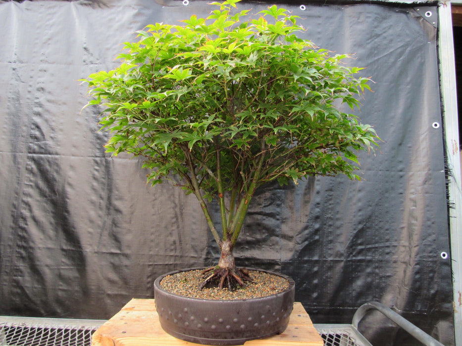 50 Year Old Rhode Island Red Japanese Maple Bonsai Tree Profile
