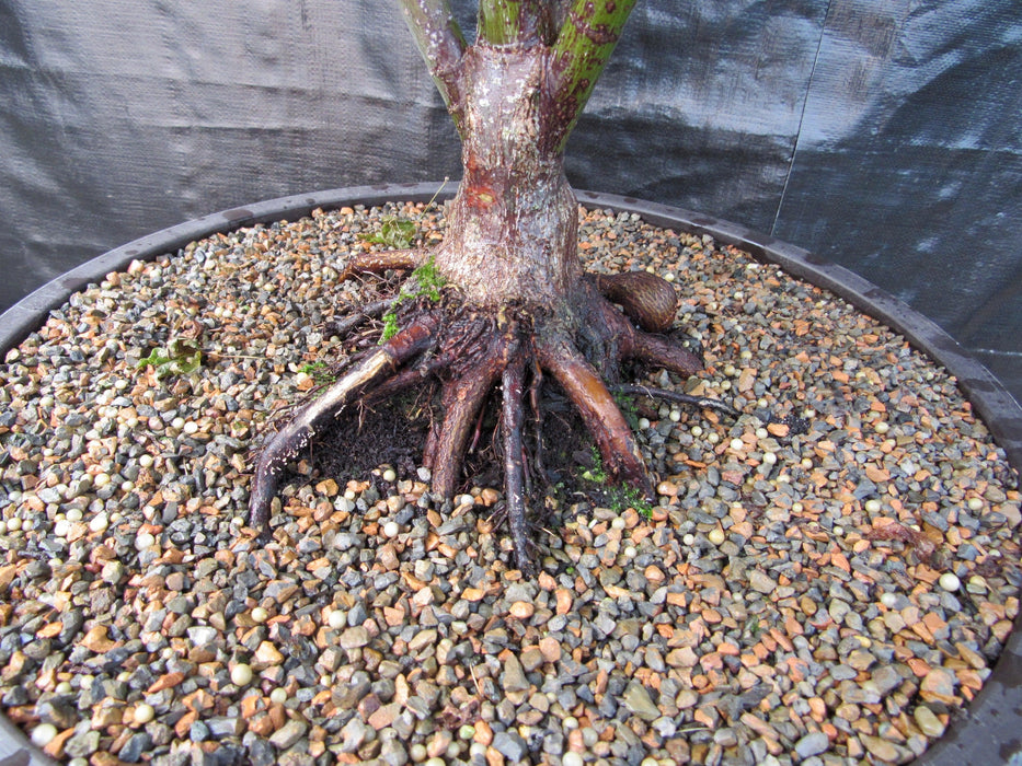 50 Year Old Rhode Island Red Japanese Maple Bonsai Tree Rootball