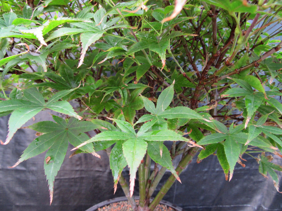 50 Year Old Rhode Island Red Japanese Maple Bonsai Tree Leaves