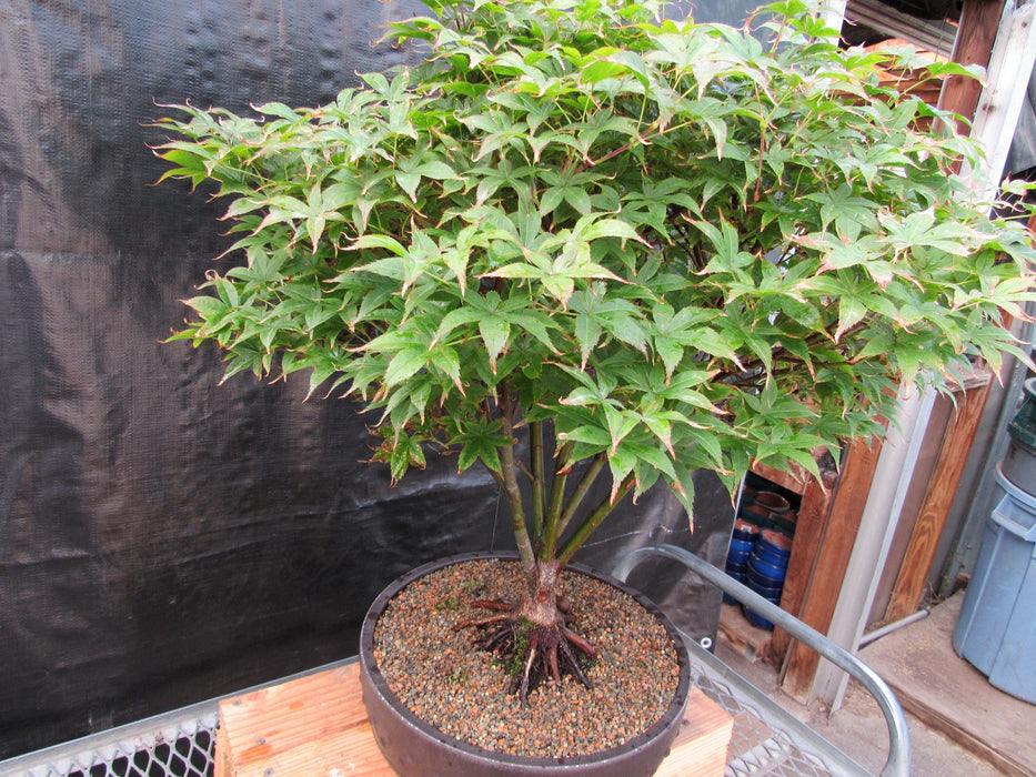 50 Year Old Rhode Island Red Japanese Maple Bonsai Tree Side