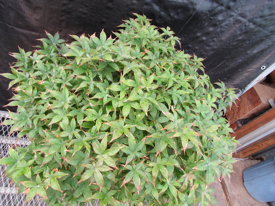 50 Year Old Rhode Island Red Japanese Maple Bonsai Tree Canopy