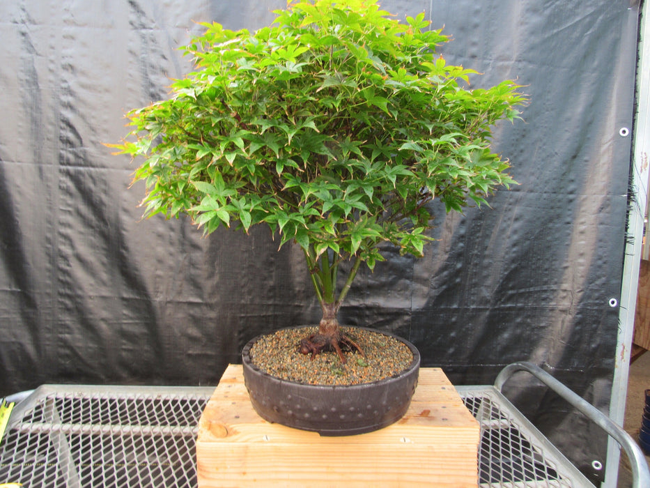 50 Year Old Rhode Island Red Japanese Maple Bonsai Tree Back