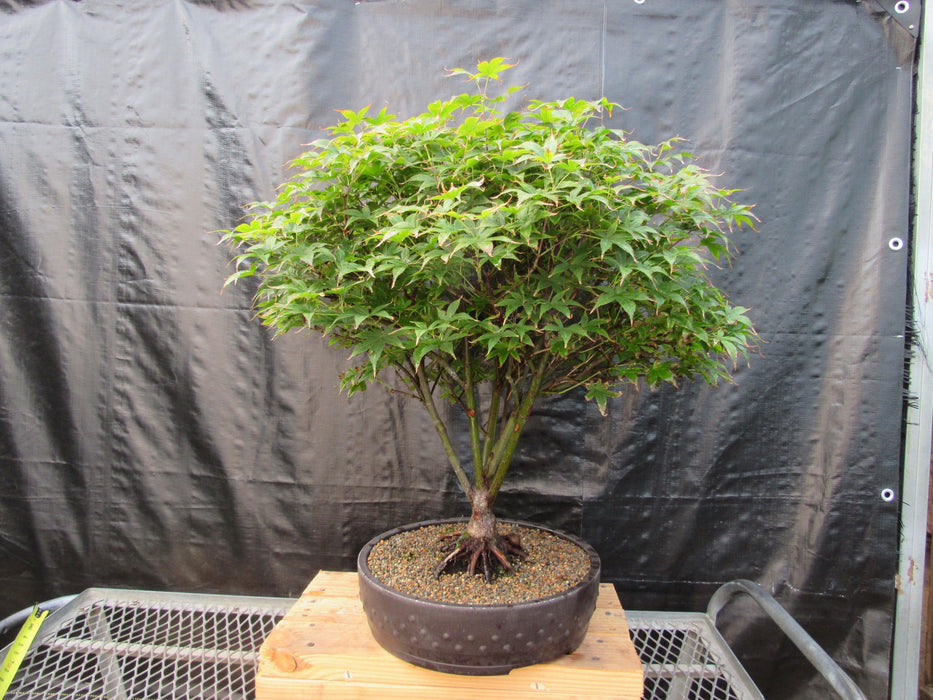 50 Year Old Rhode Island Red Japanese Maple Bonsai Tree