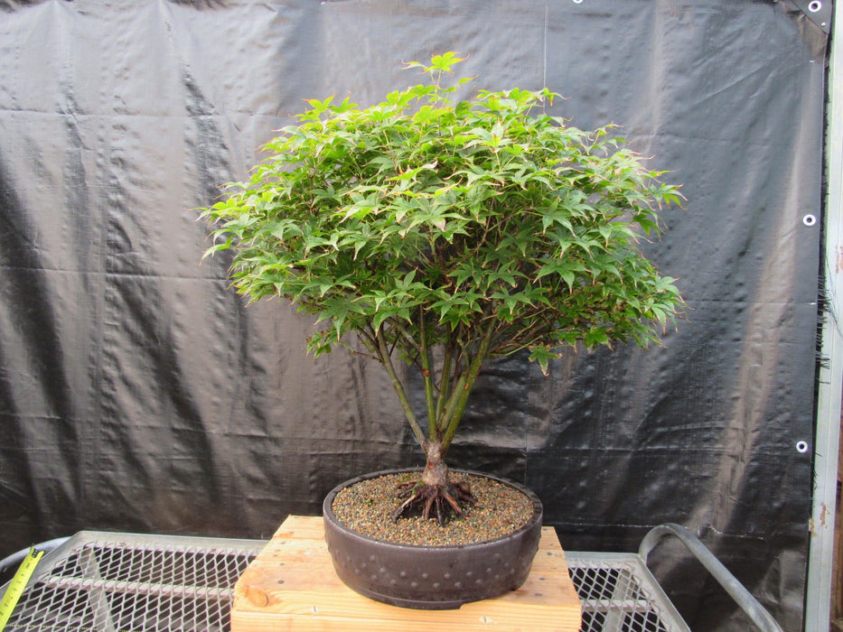 bonsai outdoor trees for sale 50 Year Old Rhode Island Red Japanese Maple Bonsai Tree