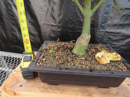 51 Year Old Dwarf Japanese Maple Bonsai Tree