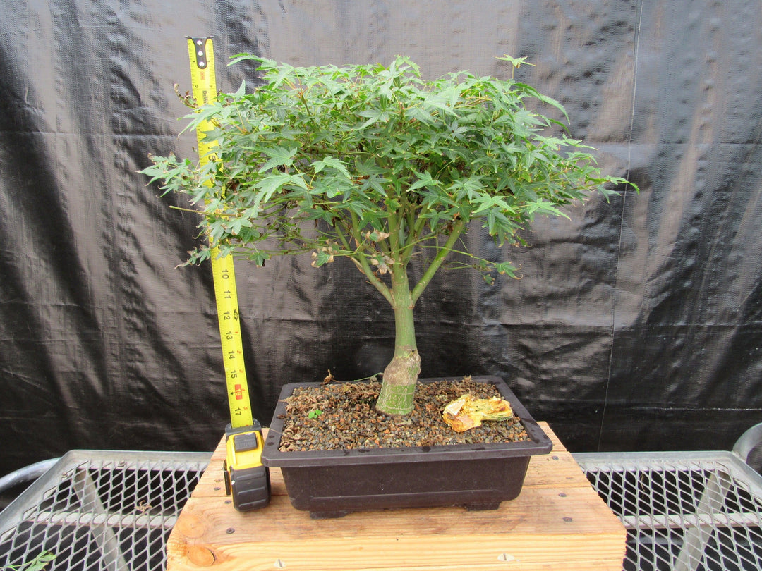 51 Year Old Dwarf Japanese Maple Bonsai Tree Tall