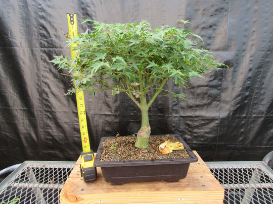 bonsai tree tall 51 Year Old Dwarf Japanese Maple Bonsai Tree