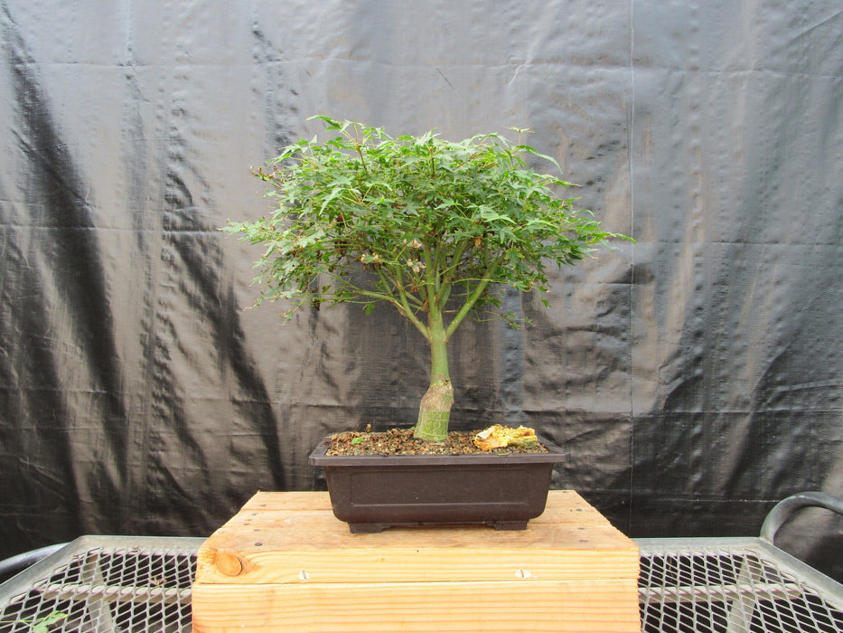 51 Year Old Dwarf Japanese Maple Bonsai Tree Profile