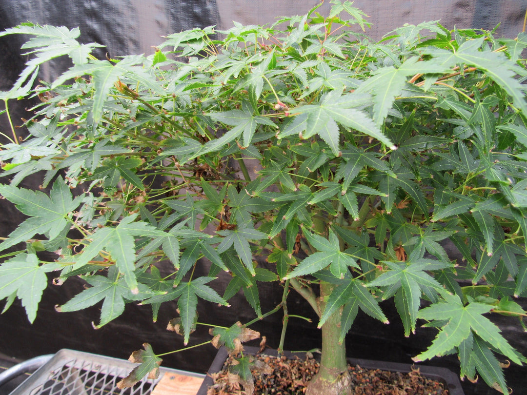 51 Year Old Dwarf Japanese Maple Bonsai Tree Leaves