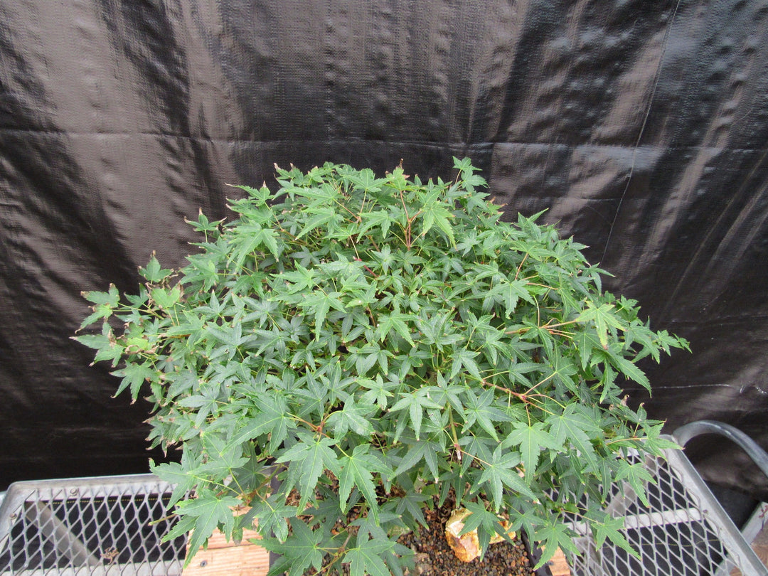 51 Year Old Dwarf Japanese Maple Bonsai Tree Canopy