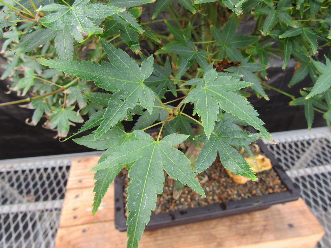 51 Year Old Dwarf Japanese Maple Bonsai Tree Leaf Closeup