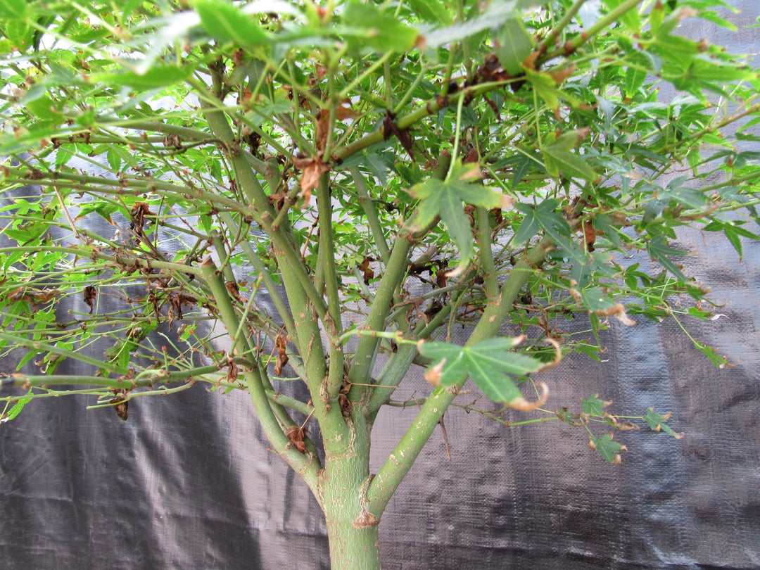 51 Year Old Dwarf Japanese Maple Bonsai Tree Branch Structure