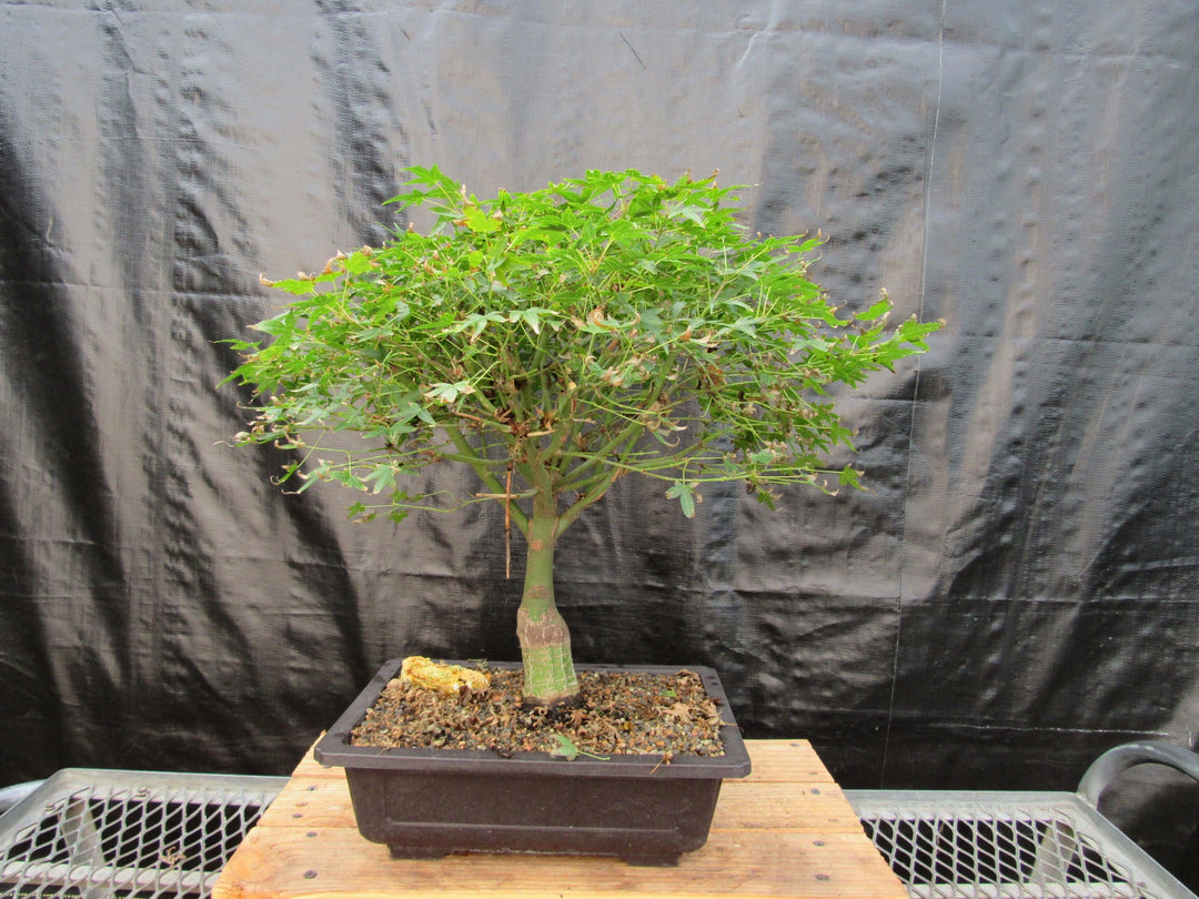 51 Year Old Dwarf Japanese Maple Bonsai Tree Back
