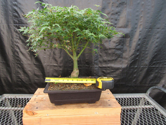 japanese neem bonsai tree 51 Year Old Dwarf Japanese Maple Bonsai Tree