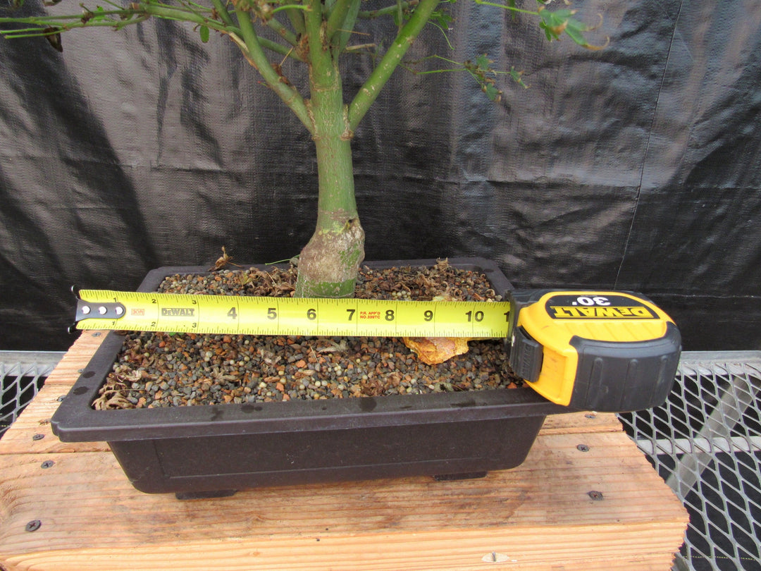 51 Year Old Dwarf Japanese Maple Bonsai Tree Width