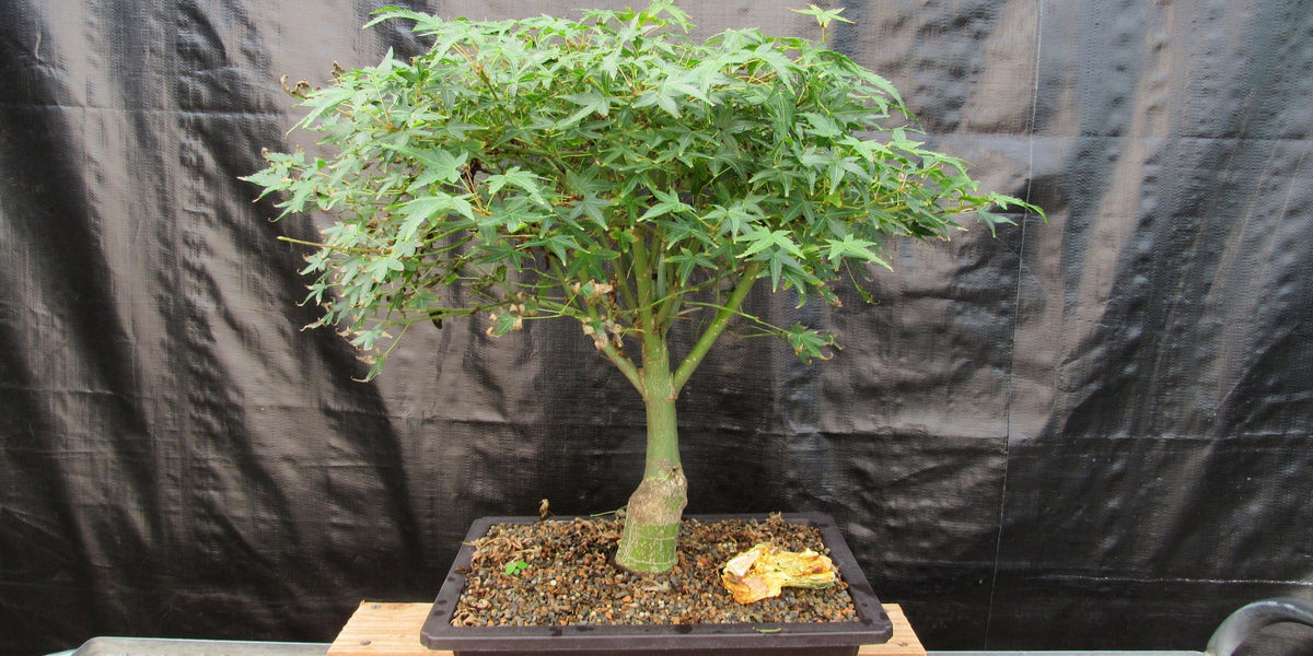 51 Year Old Dwarf Japanese Maple Bonsai Tree