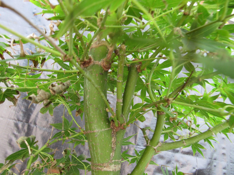 51 Year Old Golden Prosperity Japanese Maple Specimen Bonsai Tree Bark