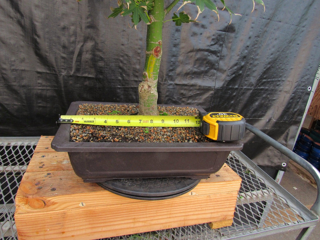 51 Year Old Golden Prosperity Japanese Maple Specimen Bonsai Tree Size