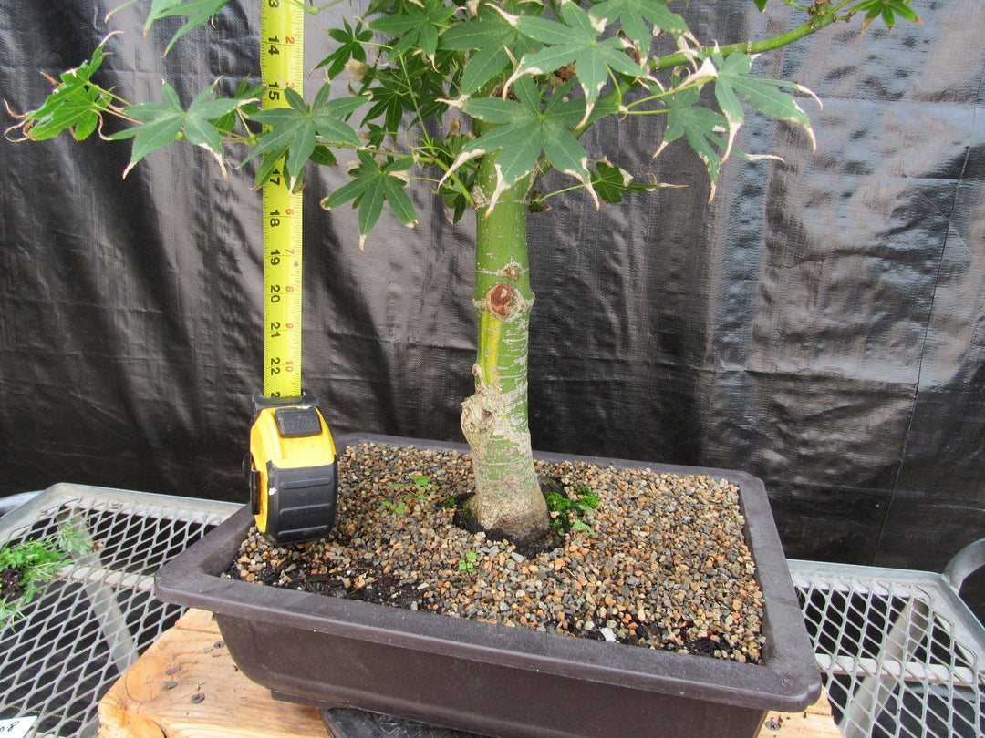 51 Year Old Golden Prosperity Japanese Maple Specimen Bonsai Tree Height