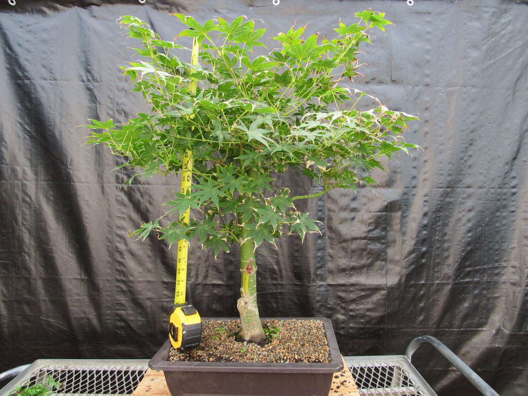 51 Year Old Golden Prosperity Japanese Maple Specimen Bonsai Tree Tall