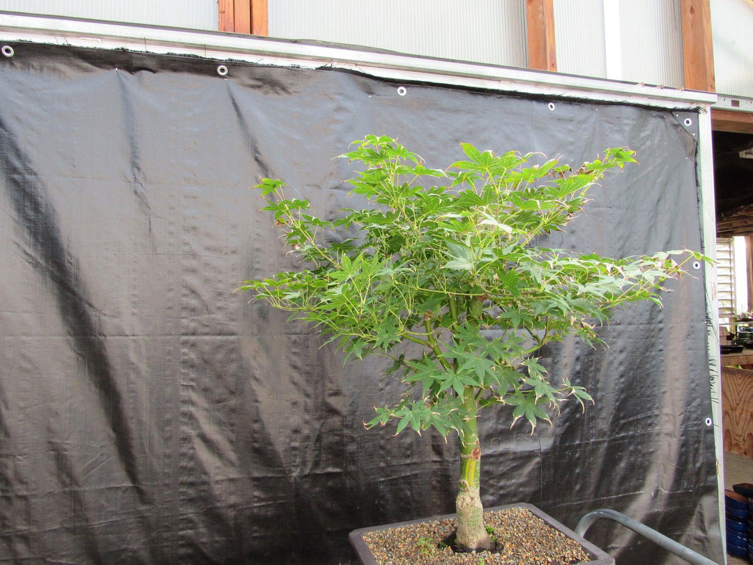51 Year Old Golden Prosperity Japanese Maple Specimen Bonsai Tree Side
