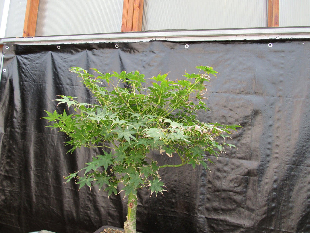 51 Year Old Golden Prosperity Japanese Maple Specimen Bonsai Tree Strong Side