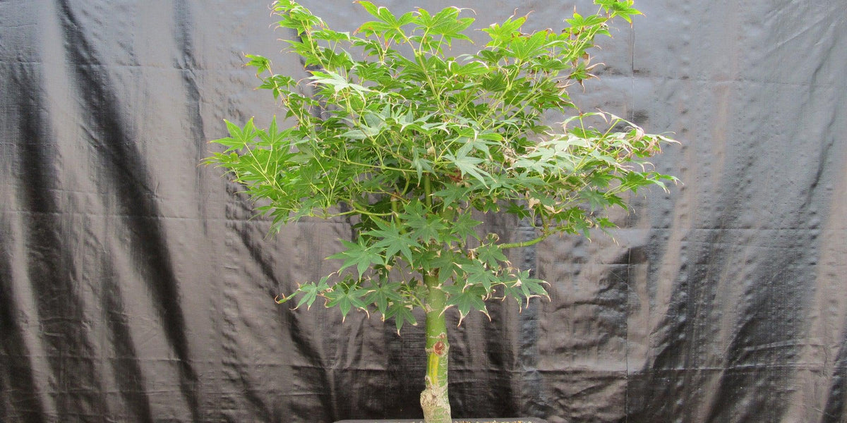 51 Year Old Golden Prosperity Japanese Maple Specimen Bonsai Tree